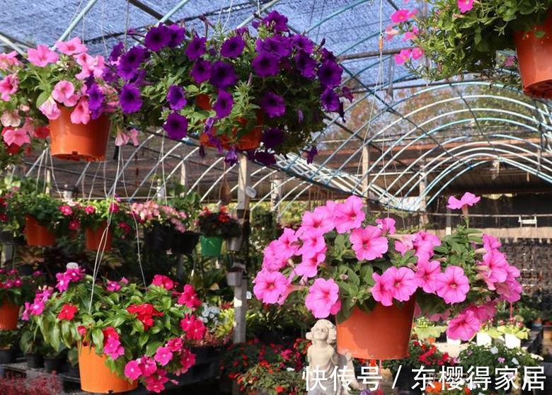 嗖嗖|家庭养矮牵牛,抓住这3要点,植株不徒长,嗖嗖开爆盆a