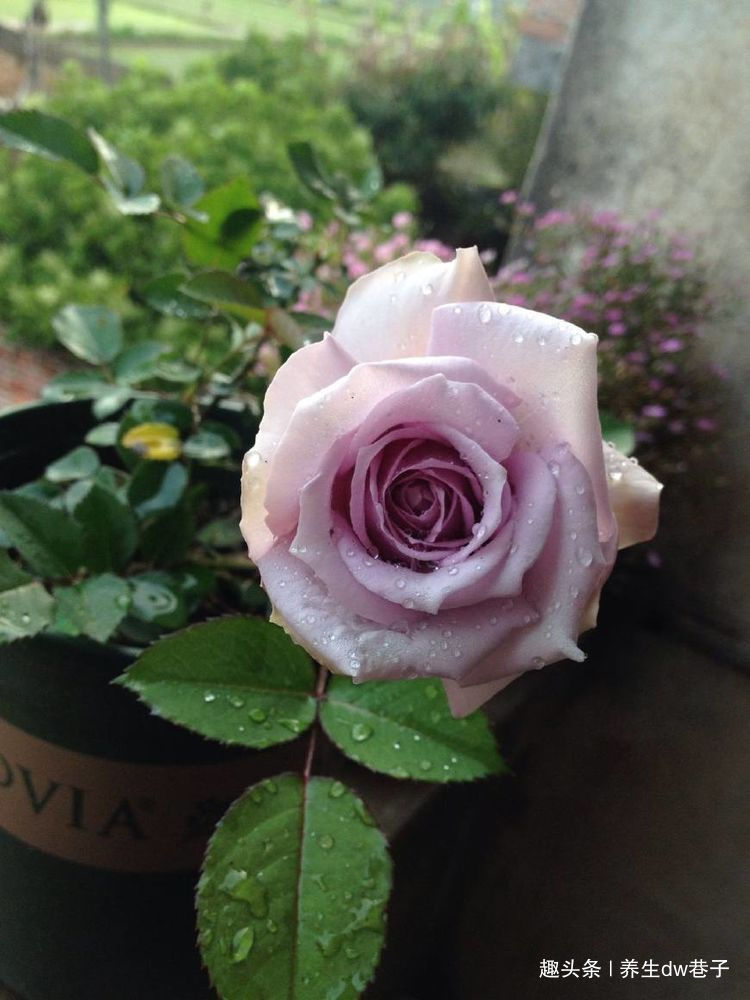 最值得入手的爬墙植物，四季开花不断，漂亮又好养，赏花又闻香