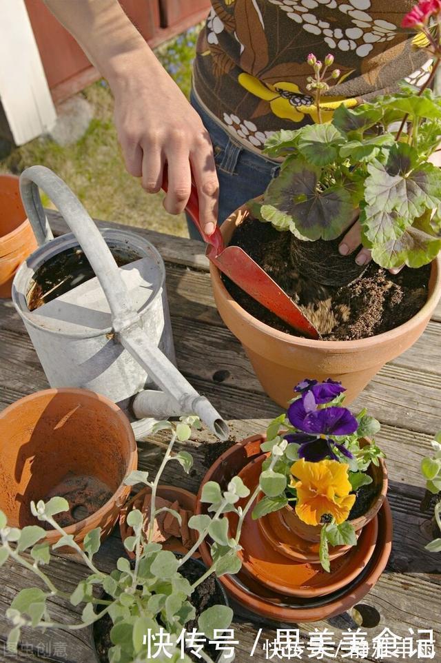 天竺葵|她家只养一种花，一年四季有花赏，原因是做好了四件事