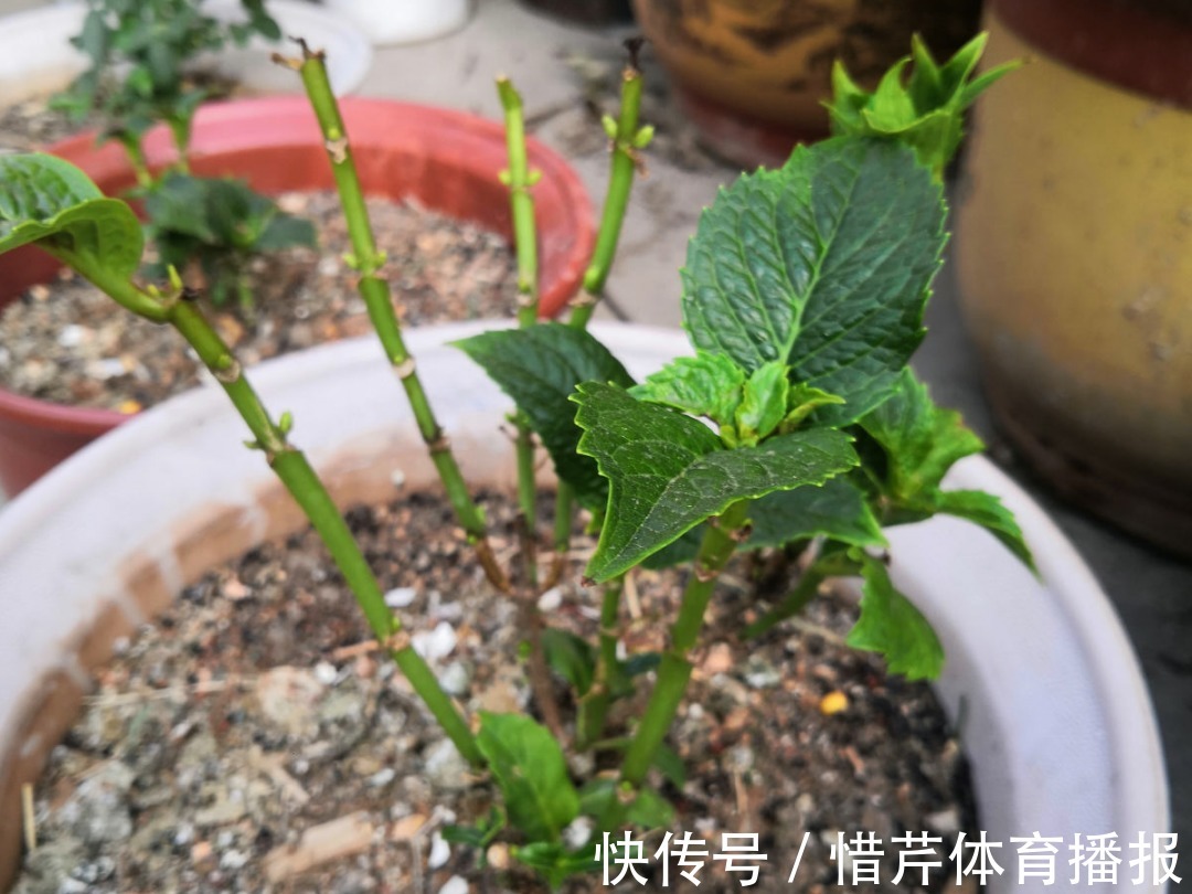 9个开花劳模，施肥不能停，不然越养越差劲