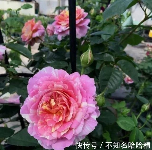 月季|被淘汰掉的藤本月季,听起来很经典,实际是鸡肋