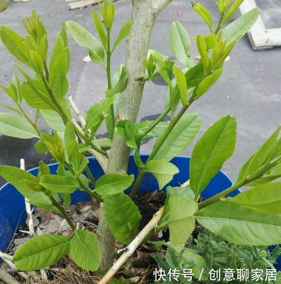果子|盆栽柠檬只开花不结果?春天做好4件事,夏天果子满枝头