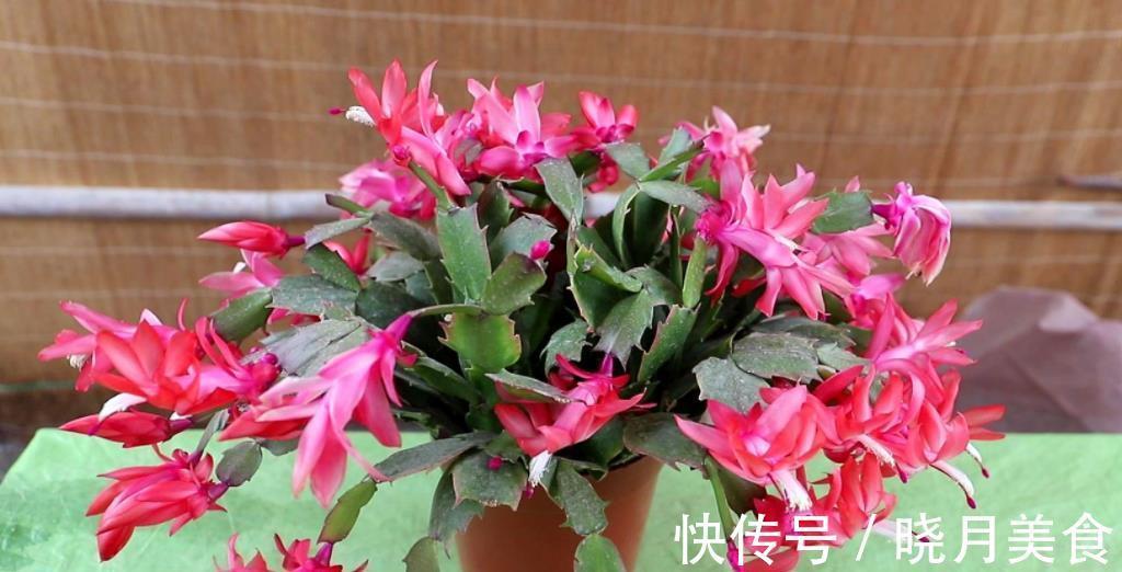 秋冬蟹爪兰叶片软软的，教你一个小技巧，叶片硬朗花开爆盆