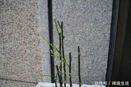 文竹长太高怎么办教你养出矮、壮、密的株型,放在书桌萌萌哒!