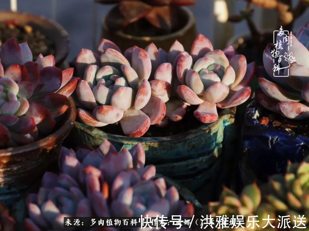 橙梦露|笼子里露养的多肉，越养越美！有多肉的日子伴着小确幸！