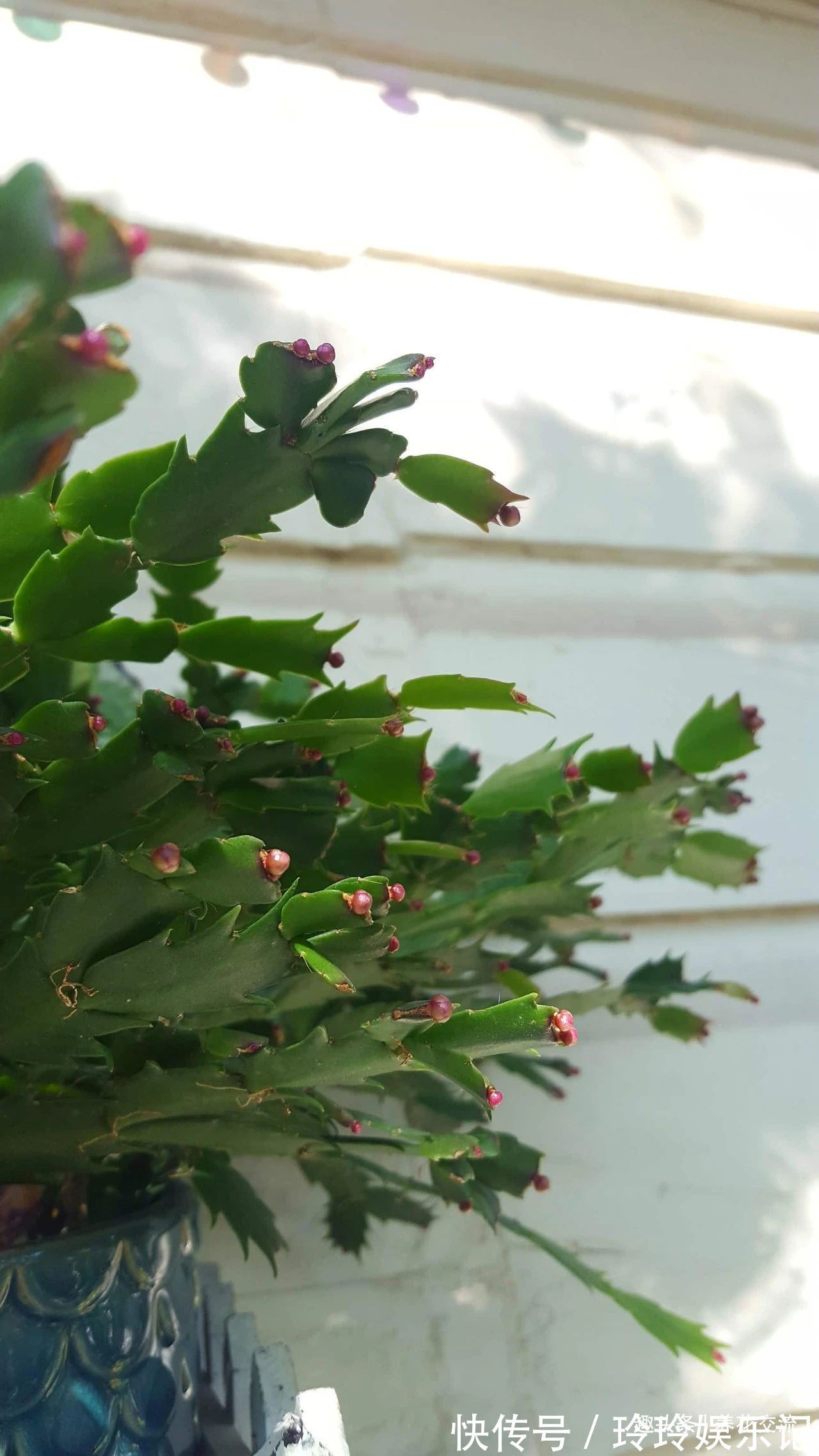 养盆栽蟹爪兰掌握10点就足够,看完就知道为啥叶子干瘪、不开花