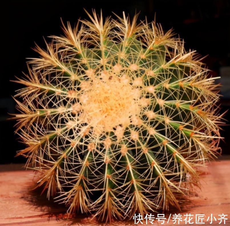 仙人球|威武霸气的3种花,少水少肥伺候它,可以养成“传家宝”