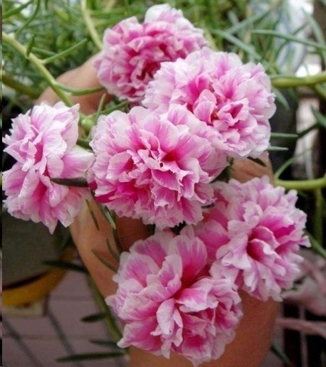 光照|7种一年四季开花的植物,阳台养一盆,天天有花看!