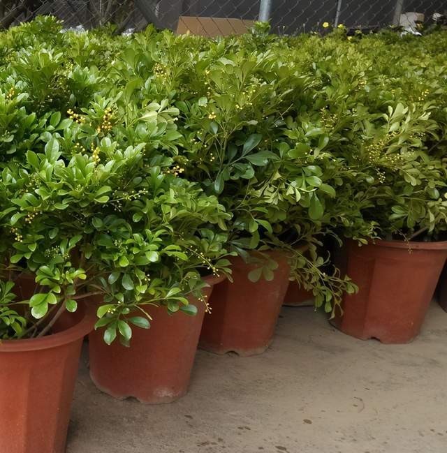 不错|米兰盛开时花香淡雅,叶子四季青翠,养护简单好打理