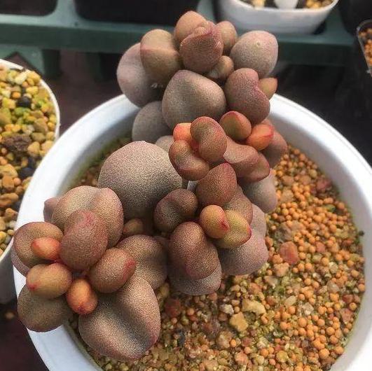 水溶肥|秋养君子兰、蟹爪兰、长寿花,注意这些,植物成长开花不受干扰