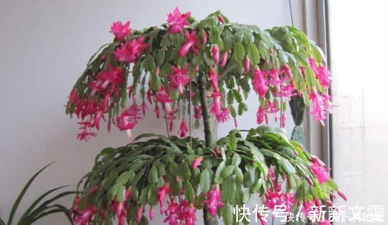 蟹爪兰|12月底买这5种花最合适，不仅能省钱，而且春节刚好开爆盆！