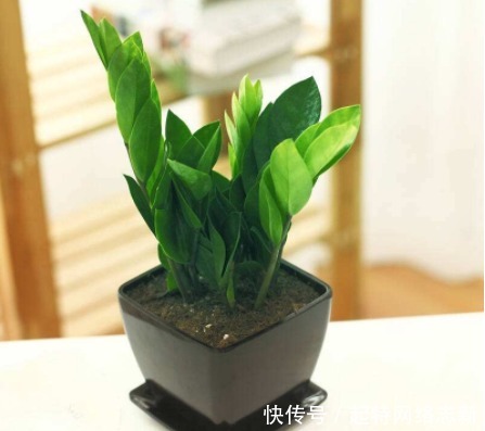 这4种绿植一定要养,随便养1盆,旺财又镇宅,满满的幸福感