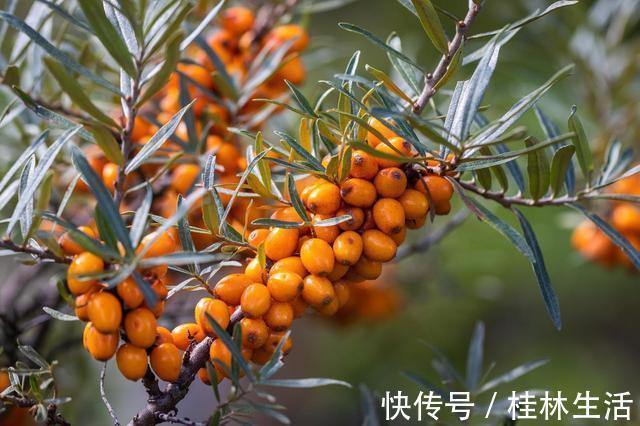 肥肉|血脂高都是肥肉造成的医生不是!这3物才是血脂的“加速器”