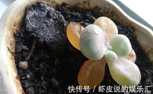 烂根|多肉冬季“化水”,除了“温度低”外,2个“原因”也要预防