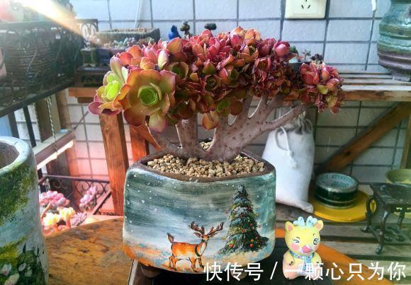 温度|温度越来越低,多肉颜色越来越漂亮了,叶子透红,快要全状态了
