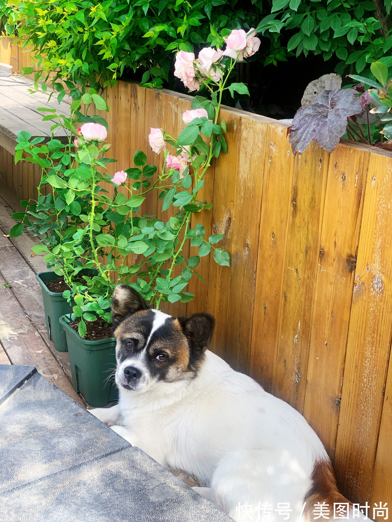 樟子松|花园改造:2万改造60㎡露台花园,户外地面防腐木成本及优劣分析