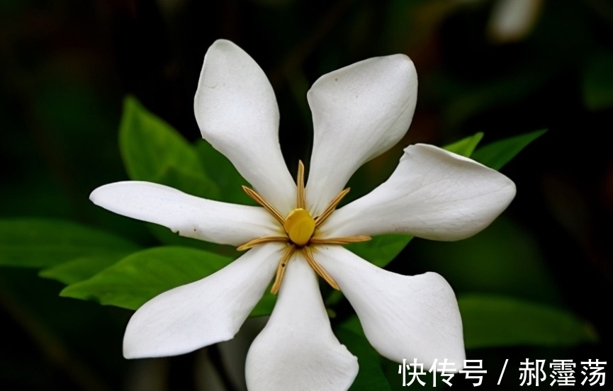 栀子花除了香，原来还有这种特殊用途