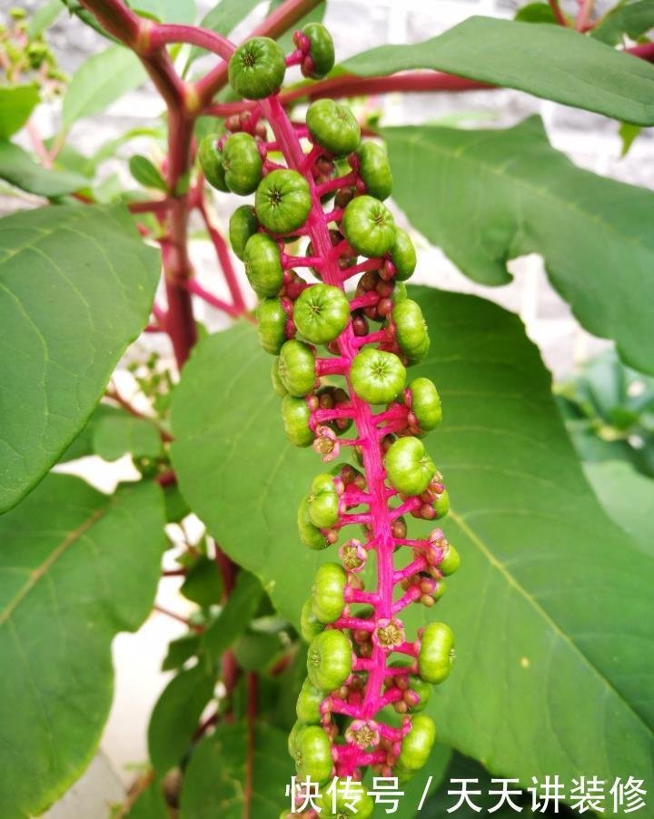 危害|花盆里有些“杂草”,都是大祸害,见了赶紧拔,危害大