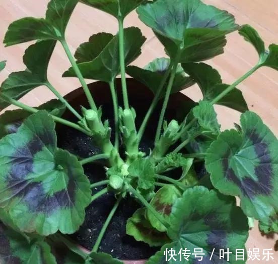 1种花太疯狂，花开300多天，剪根枝条插水里就活，当年就开花！