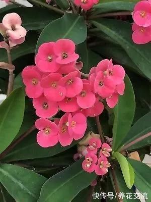 马缨丹|五种不怕西晒的开花植物，阳光越多，开花的效果越好