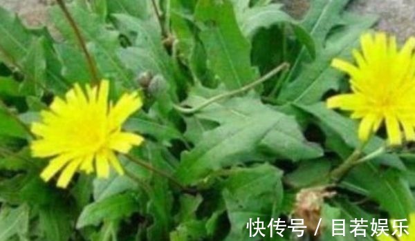 长寿|想长寿全靠吃,3种食物离不开,美容养颜,越活越年轻!