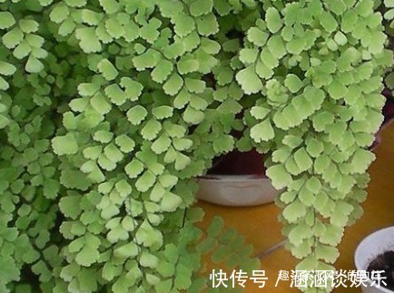 这三种绿植最适合放在客厅,既美观又健康,轻松蹭蹭长不停