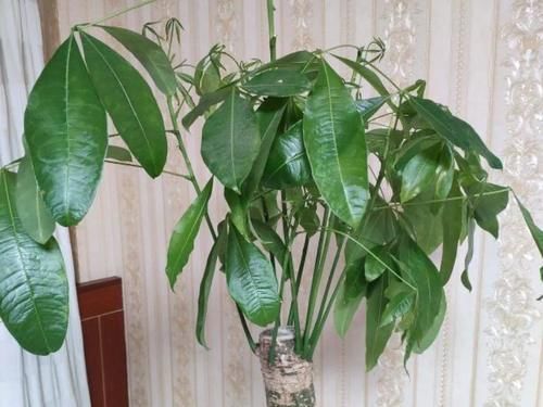 一叶兰|低于5度,6种花一整个冬天不浇水,也能照样活!