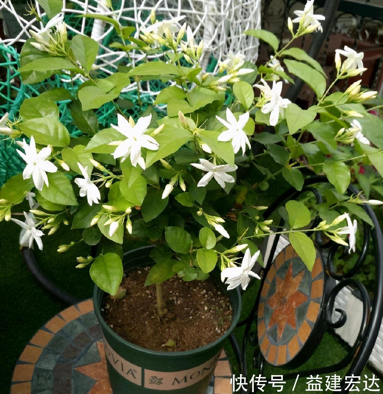 下雨天|下雨天,这些花快扔出去,淋一淋,呼呼冒新芽,花开一大盆