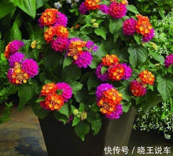 农历9月30日霜降后,养什么花?以下3种花,吉祥喜庆如意幸福