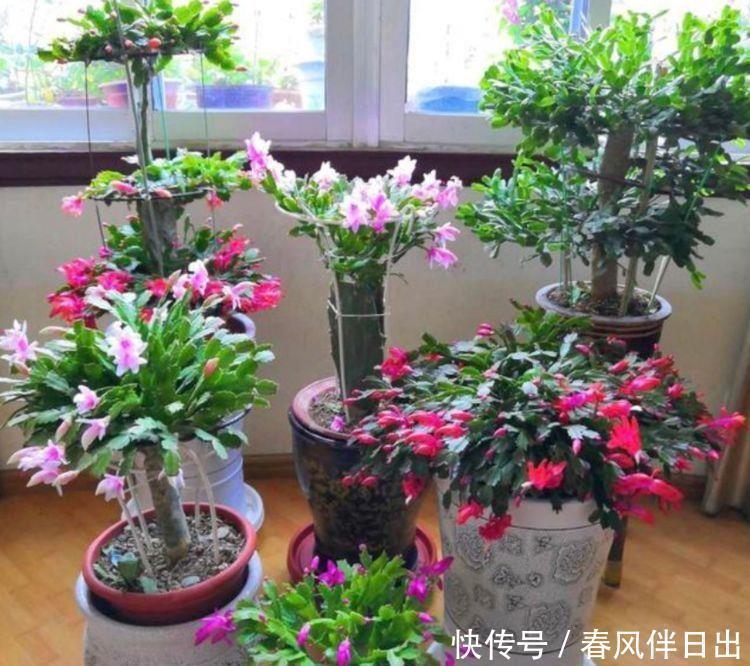 家养几种植物,阳台开出花海,花色繁多易爆盆,娇艳欲滴美极了