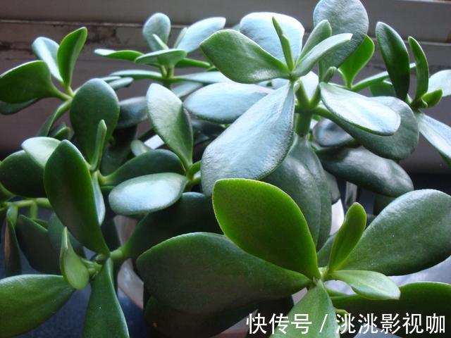 观赏价值|2种“镇宅树”,猪年养一盆,财运旺旺旺,观赏价值高!
