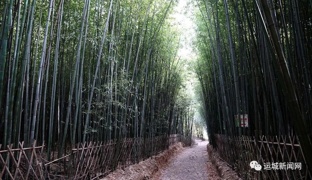 芮城|竹林深处 树密虫鸣　探寻芮城千年竹林谷