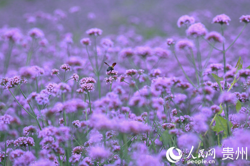 贵阳高坡 花开梦幻云顶花海引客来 全网搜