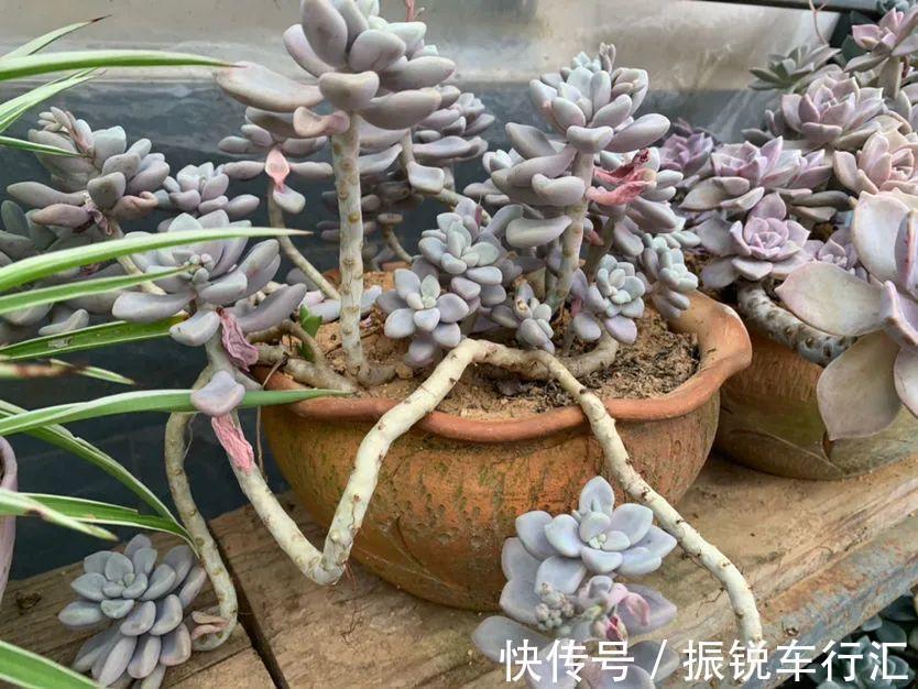 多肉长了“水桩”,不如砍了重来,实在太丑了