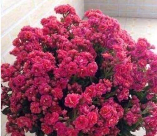 芦荟|4种花养家里,谁见了都喜欢,第二种已经被迷住了