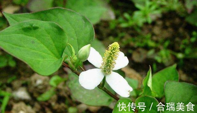 阳台种了“狗狗菜”，有人爱极了有人受不了，其实价值高应该多吃