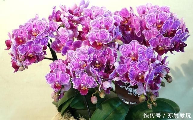  香喷喷|家里养盆“造香花”，香喷喷，省下买空气净化剂的钱