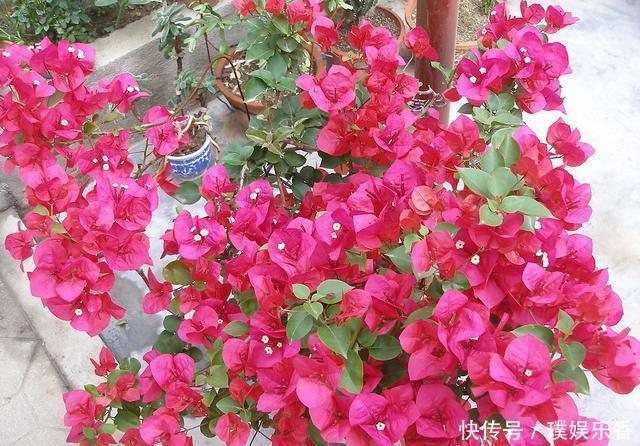 三角梅开花越来越少,是“它”在作怪,盆里撒1把粪,下次开爆盆