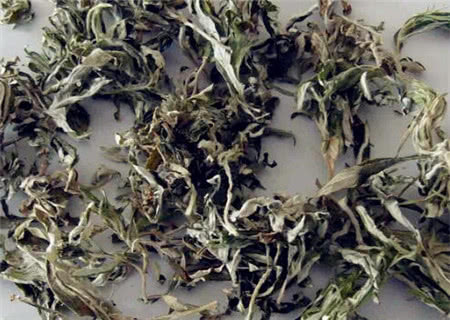 泡水|艾叶泡水实在太厉害了,男人女人都离不开,值得分享给家里人!