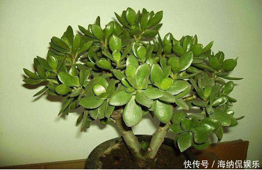 玉树|再穷也要种的“2种盆栽”!镇宅招财是其次,图3开花了一辈子享福