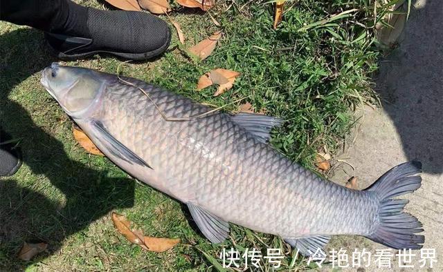 钓位|仲秋博大鱼,不能靠运气,做好这些准备工作,大鱼来了没个跑