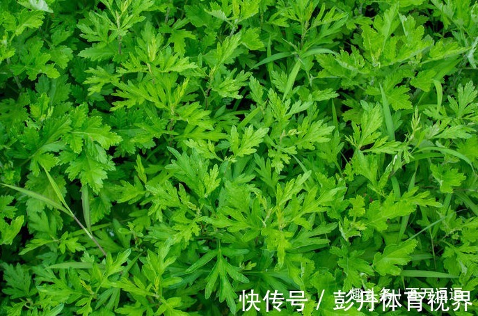 养生草|艾草是女性的“养生草”,具体到底有什么功效!越吃气色越好