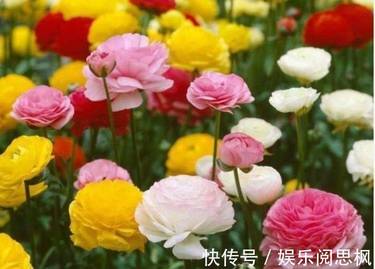 家里阳台必养此款花卉,花期长达200天,盆盆能开上百朵,太美了