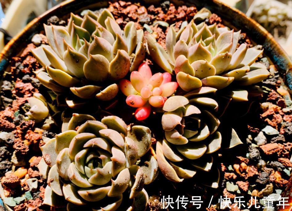 11月秋高气爽,给多肉换盆土,这么干服盆快,长势更好