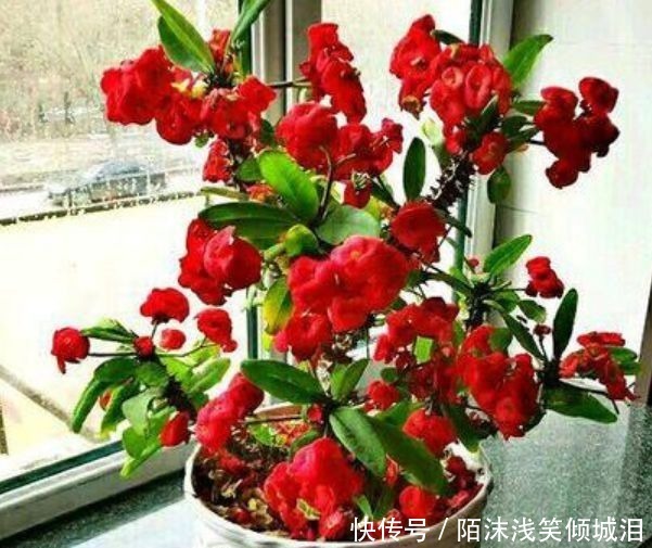 夏天首养几种花，香味好闻，花色娇艳易爆盆，好养很耐赏