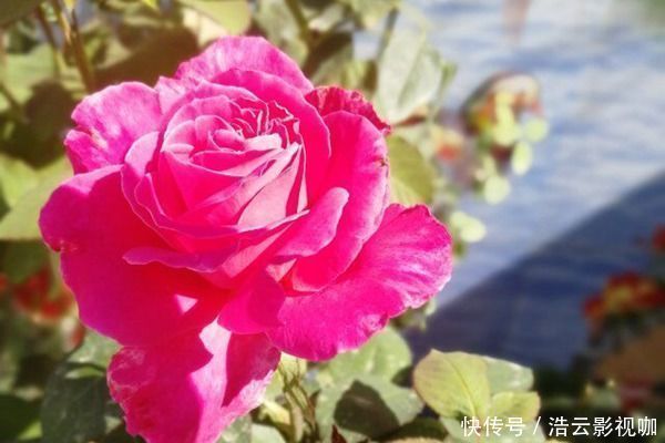 雍容华贵|喜欢养玫瑰,就养盆“玫瑰精品”粉和平玫瑰,雍容华贵,色彩艳丽