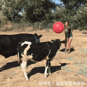 |搞笑GIF趣图:劈叉我见多了,但是这样的真没见过