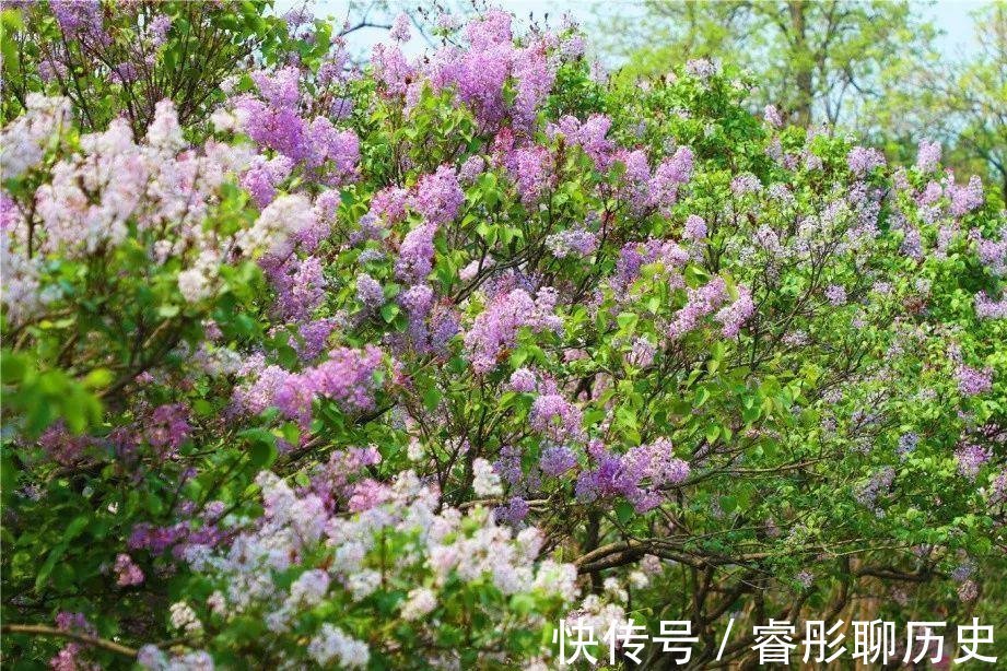 家里种树有讲究,4种吉祥树,庭院种一棵,多子多福又吉利