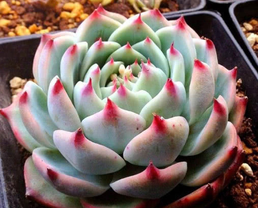 多肉吉娃莲怎么换盆教你3个小步骤,换盆后长势旺盛更艳丽