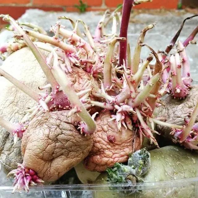 生物|土豆发芽有多恐怖!26张照片告诉你,它才是这个星球最神奇生物